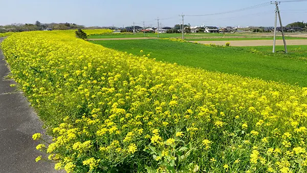 茨城県つくば市の菜の花畑おすすめ観光スポットの小貝川