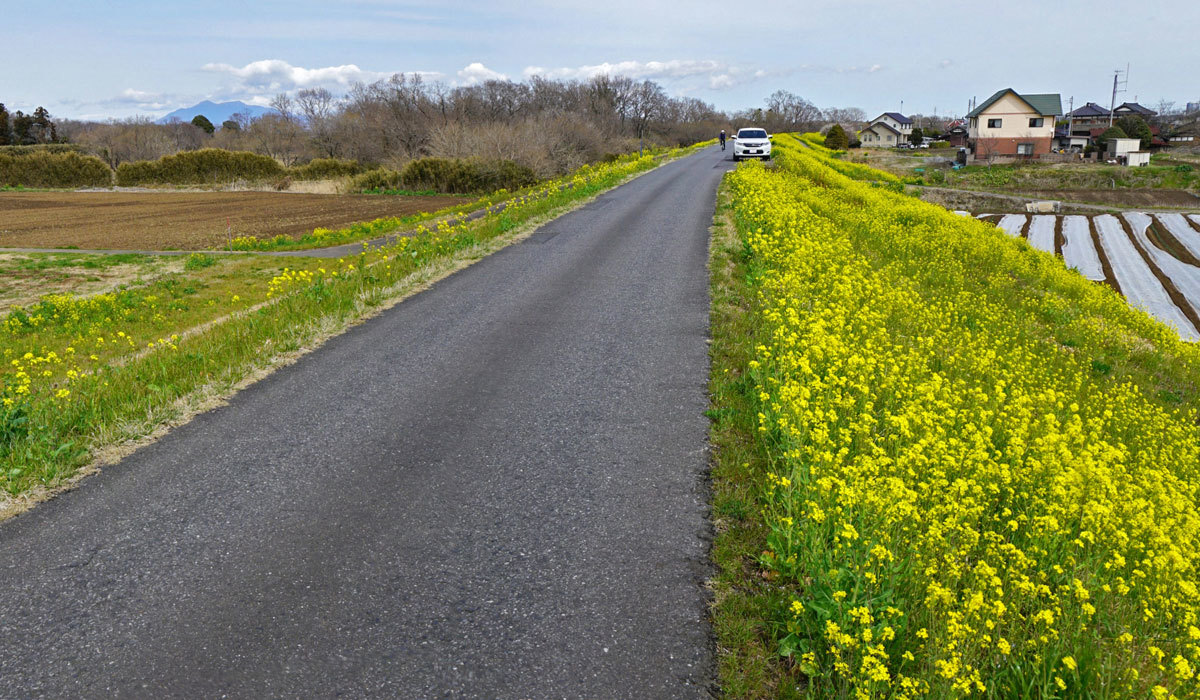 つくばみらい市景観スポットの小貝川堤防の菜の花