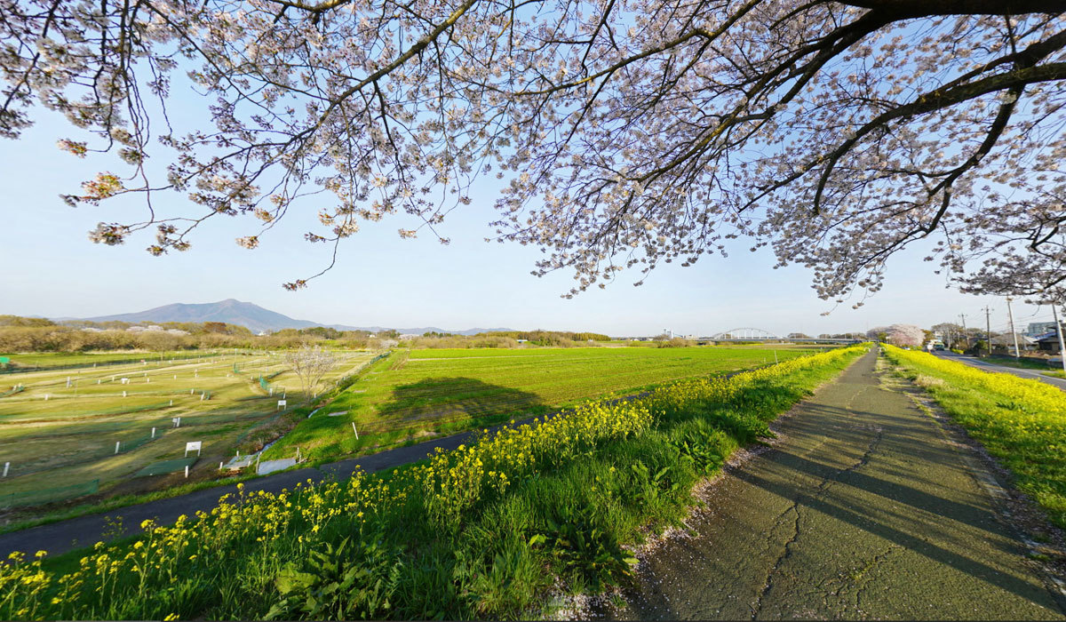 茨城県下妻市の菜の花と桜の名所の小貝川ふれあい公園VRツアー