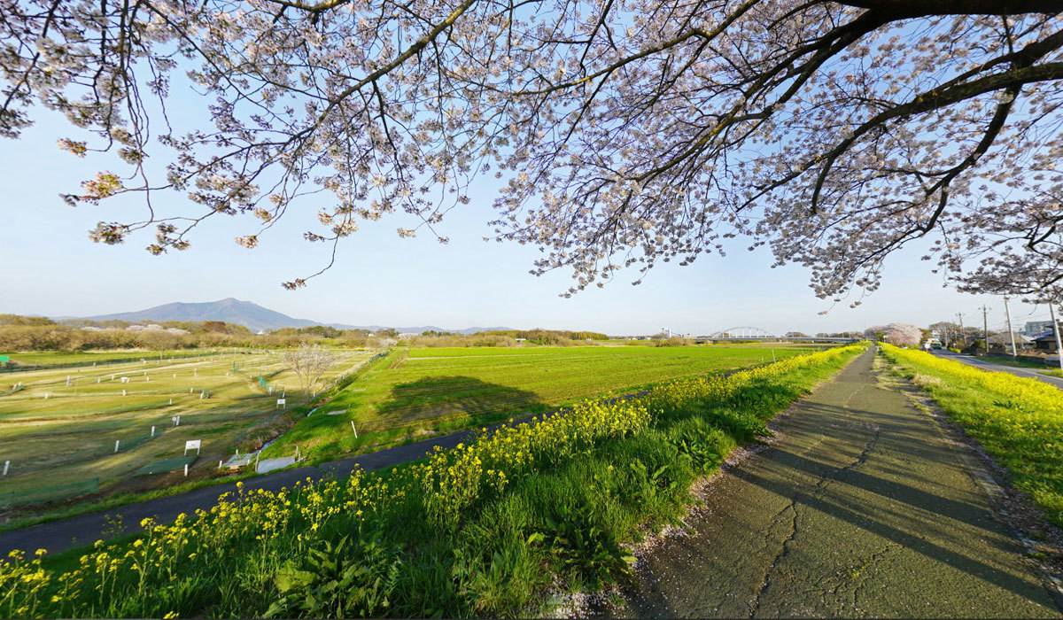 茨城県下妻市の菜の花と桜の名所の小貝川ふれあい公園
