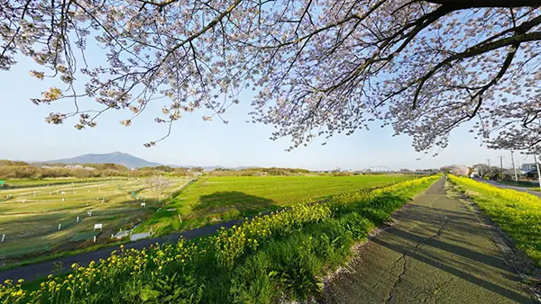 茨城県下妻市の菜の花と桜の名所の小貝川ふれあい公園