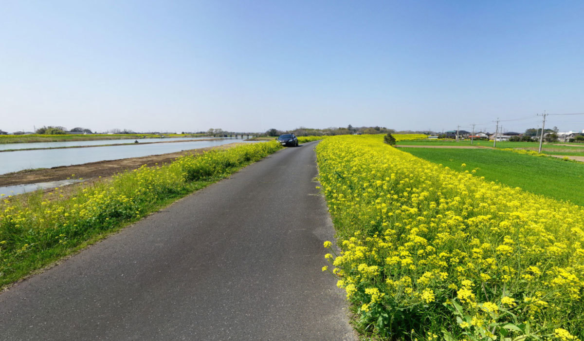 つくば市おすすめ観光スポットの小貝川の菜の花