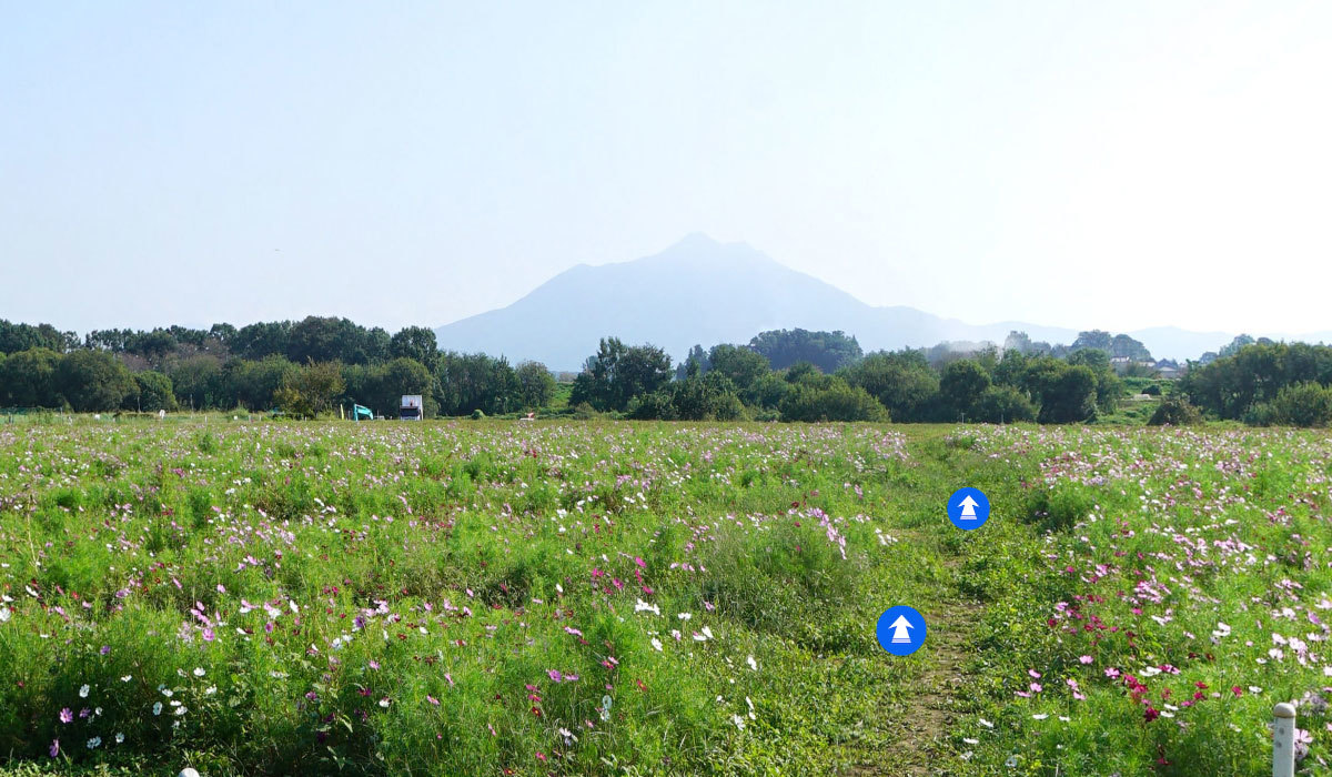 下妻市おすすめ観光スポットの小貝川ふれあい公園のコスモス