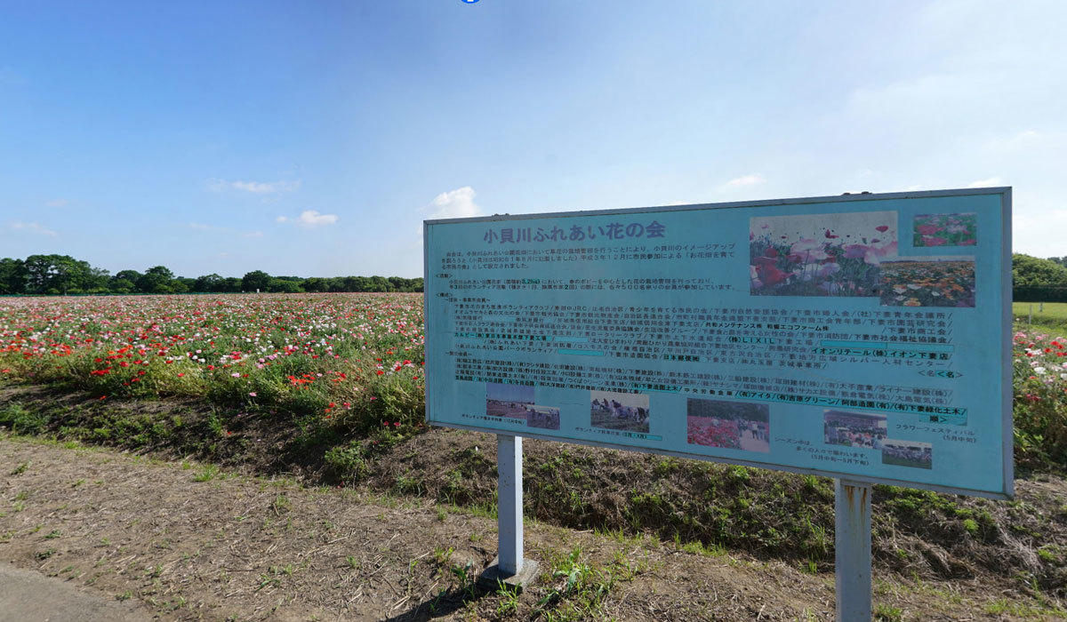 花畑おすすめ観光スポットの小貝川ふれあい公園のポピー