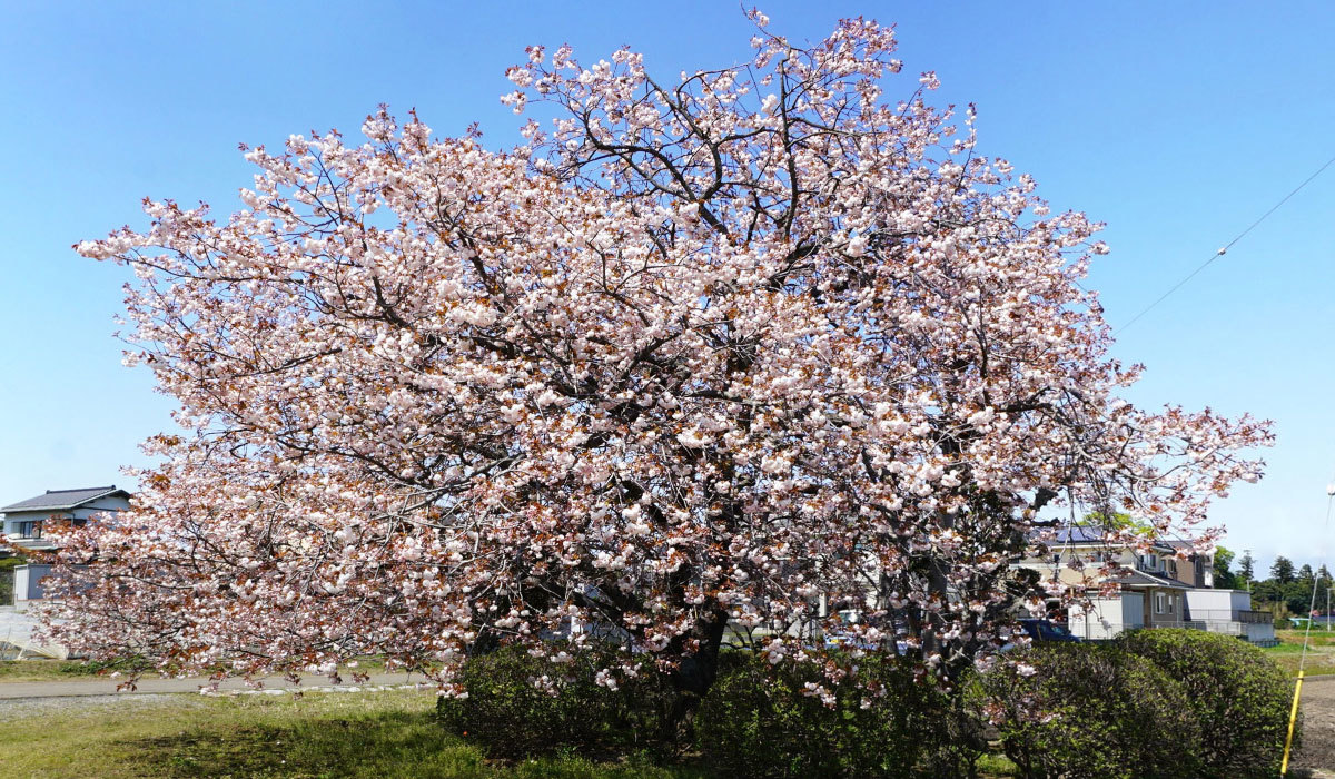 坂東市おすすめ観光スポットの九重の桜の案内VRツアー