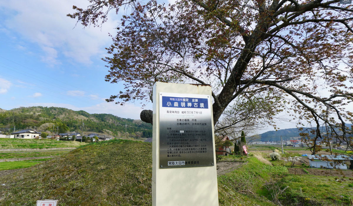 常陸太田市の桜名所の小森明神古墳の山桜