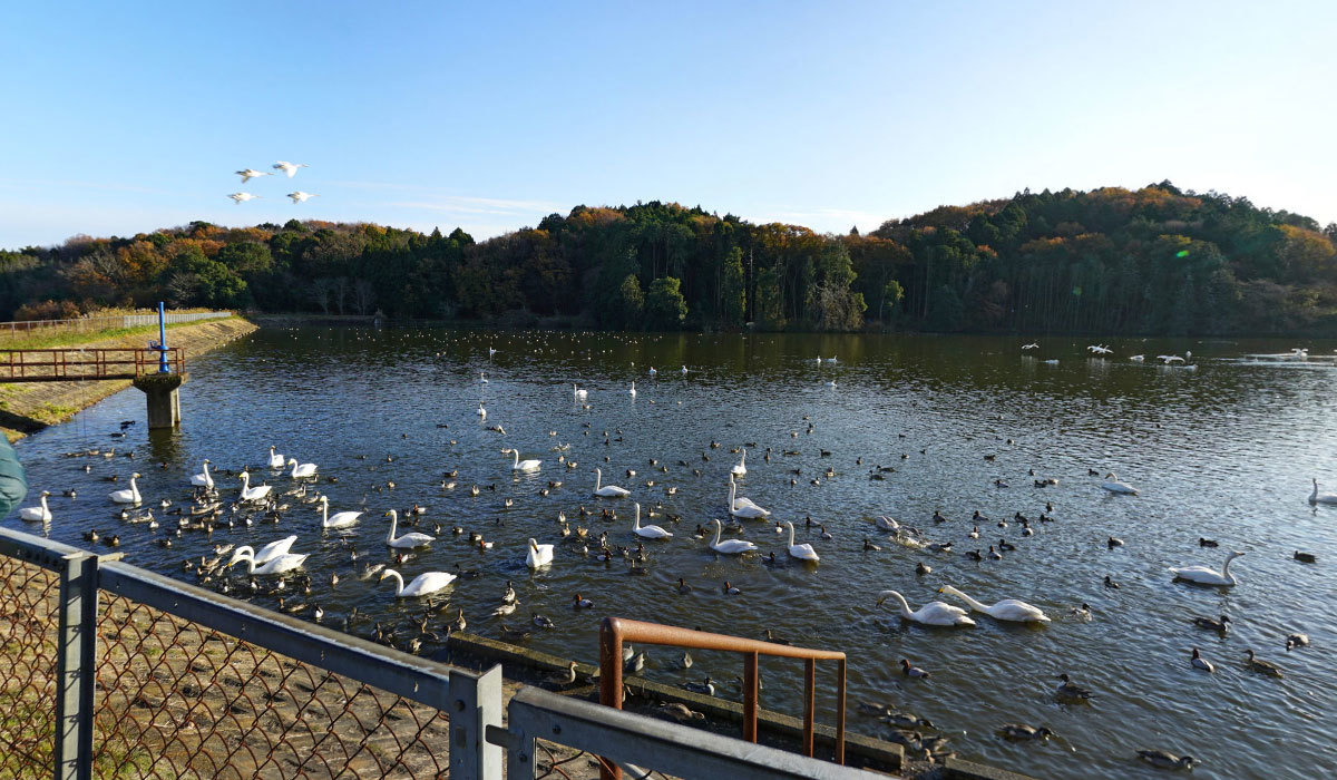 茨城県那珂市の古徳沼と白鳥