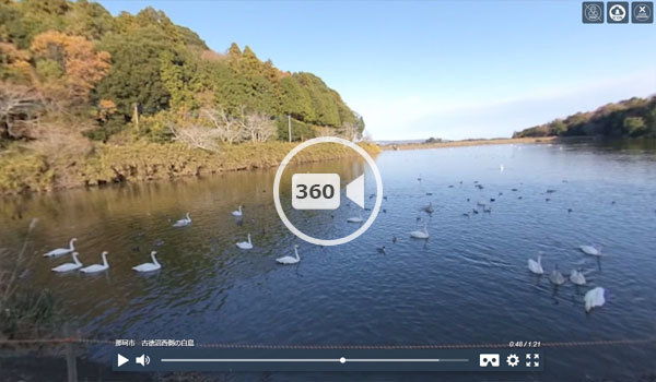 那珂市の観光名所の古徳沼西側の白鳥の観光VR動画