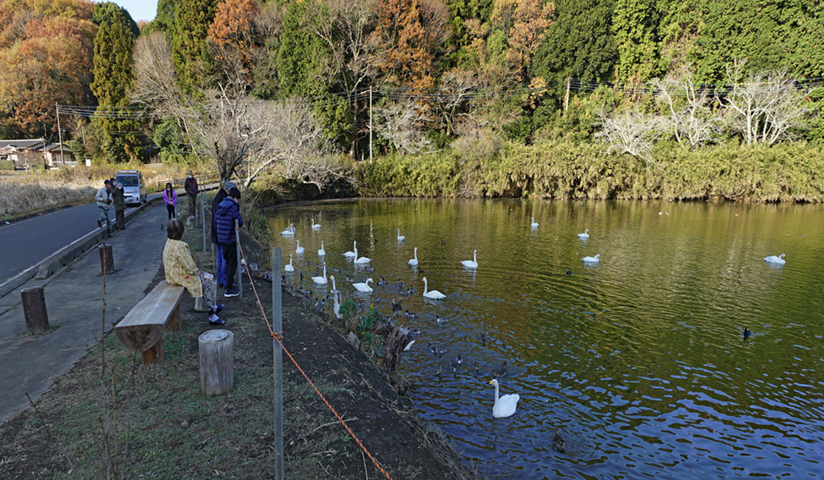 古徳沼の西側の白鳥