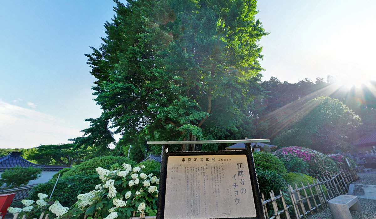 常陸大宮市おすすめ観光スポットの江畔寺の大イチョウ