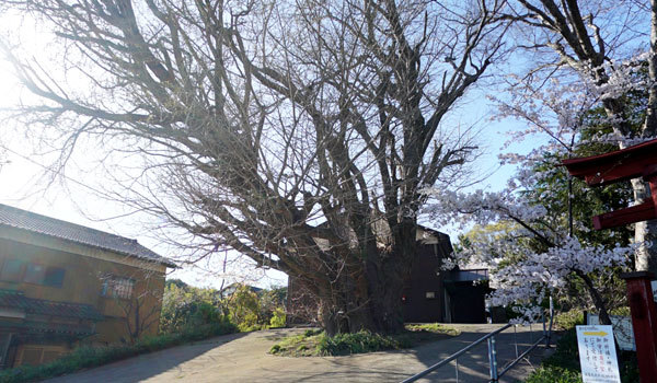 茨城県利根町の巨木おすすめスポットの蛟蝄神社門の宮