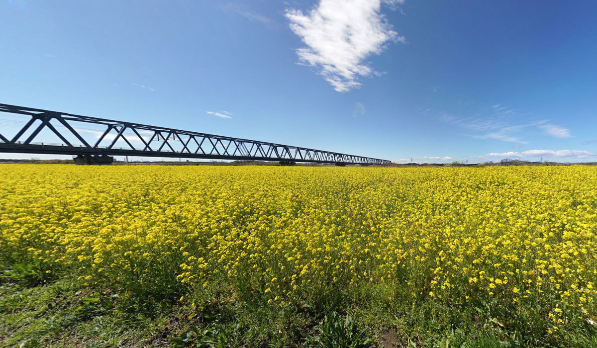 日立市の菜の花畑・菜の花まつり観光名所の久慈川