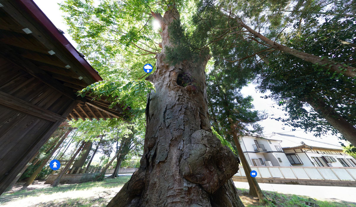  つくば市栗原の巨木おすすめ観光スポットの鹿島神社大けやきVRツアー