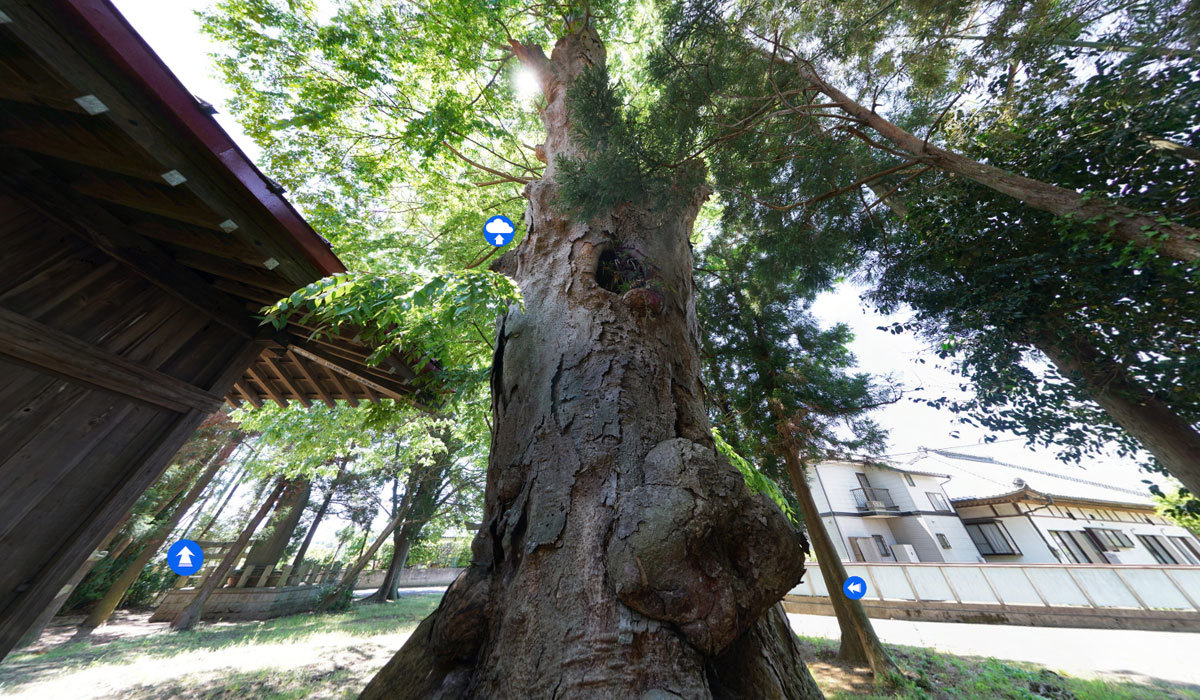 つくば市栗原の巨木おすすめスポットの鹿島神社大けやき