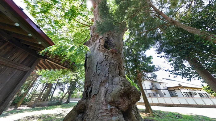 つくば市栗原の巨木おすすめスポットの鹿島神社大けやき