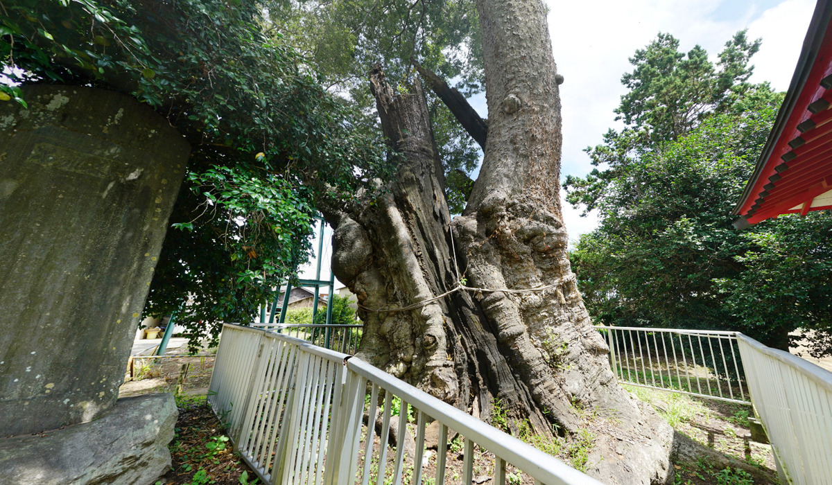坂東市の巨木おすすめ観光スポットの沓掛の大欅の案内VRツアー