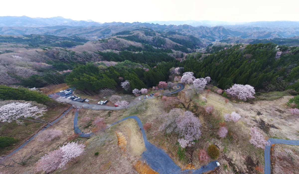 大子町の桜・花見名所の沓掛峠の山桜群