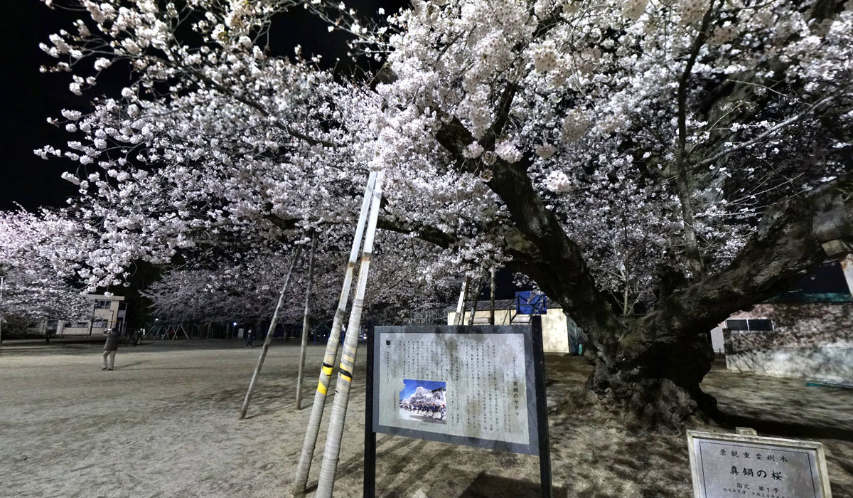 土浦市の真鍋のサクラの夜のVRツアー