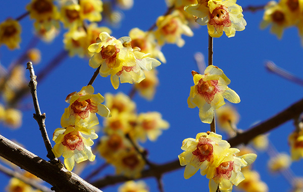 満月蝋梅の花