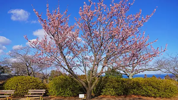 日立市・十王町合併記念の広場の日立紅寒桜の開花写真