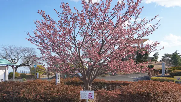 頂上駐車場のロータリーの日立紅寒桜の開花の写真