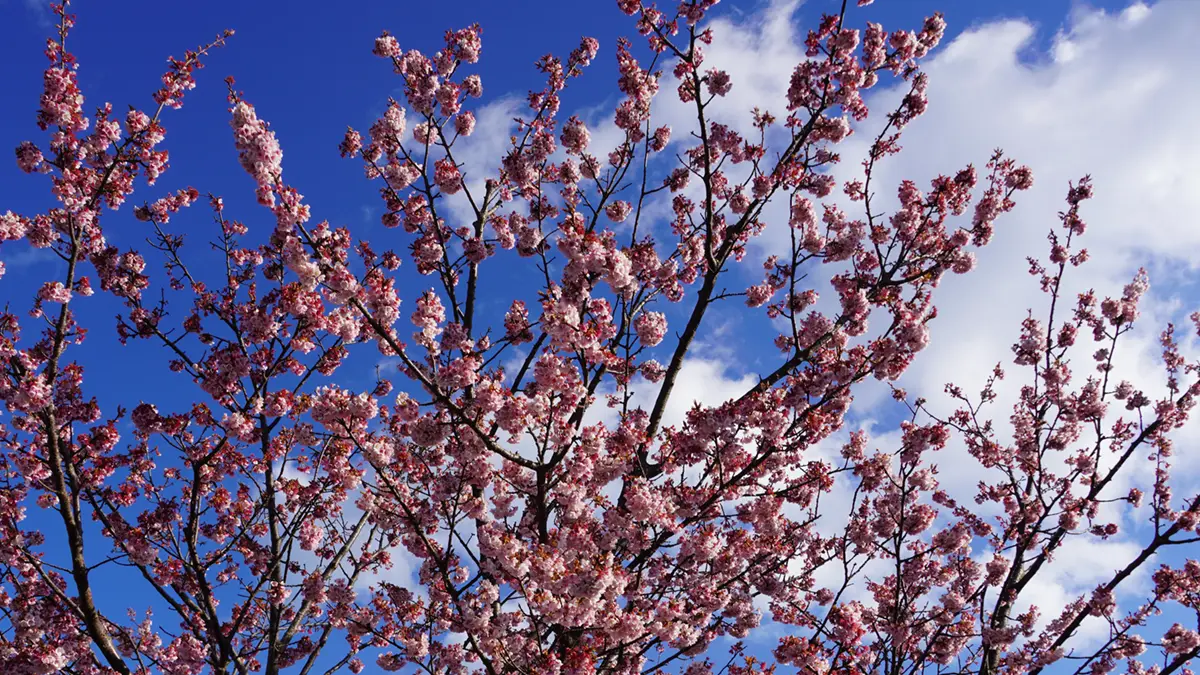日立市かみね公園の日立紅寒桜の花の開花状況写真