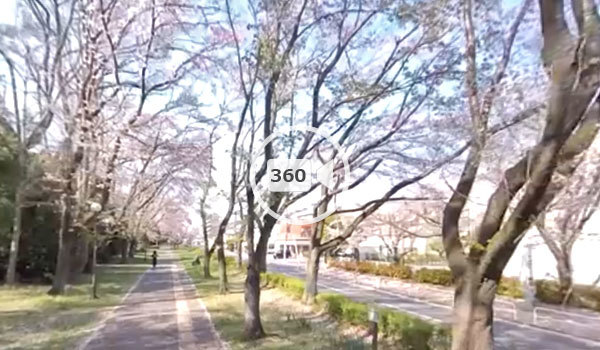 つくば市桜スポットの筑波大学傍の観光VR動画