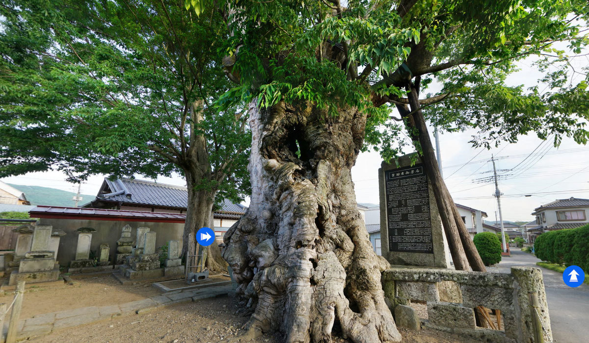 桜川市の巨木おすすめ観光スポットの密弘寺のケヤキ