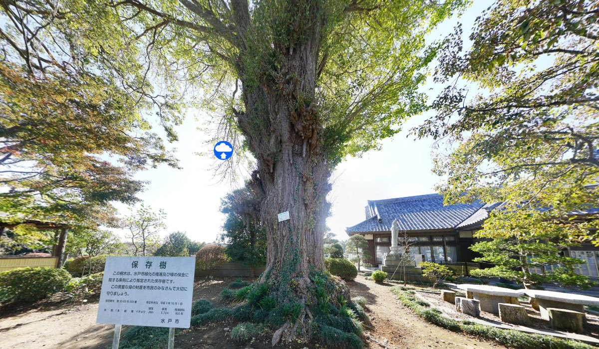 水戸市巨木おすすめ観光スポットの佛性寺のイチョウVRツアー