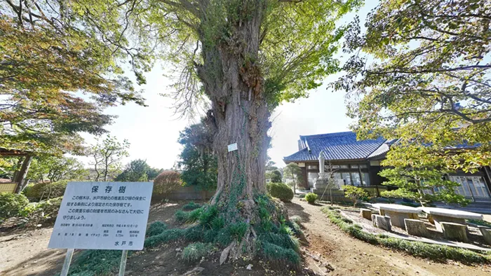 水戸市巨木おすすめ観光スポットの佛性寺のイチョウ