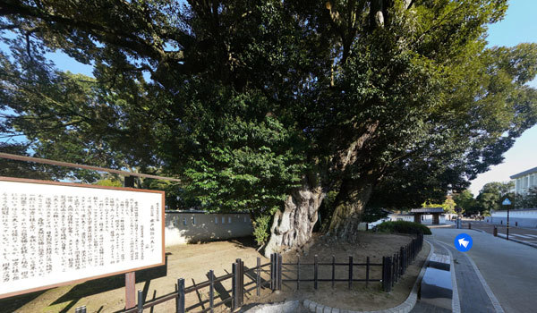 茨城県水戸市の巨木おすすめスポットの水戸城跡