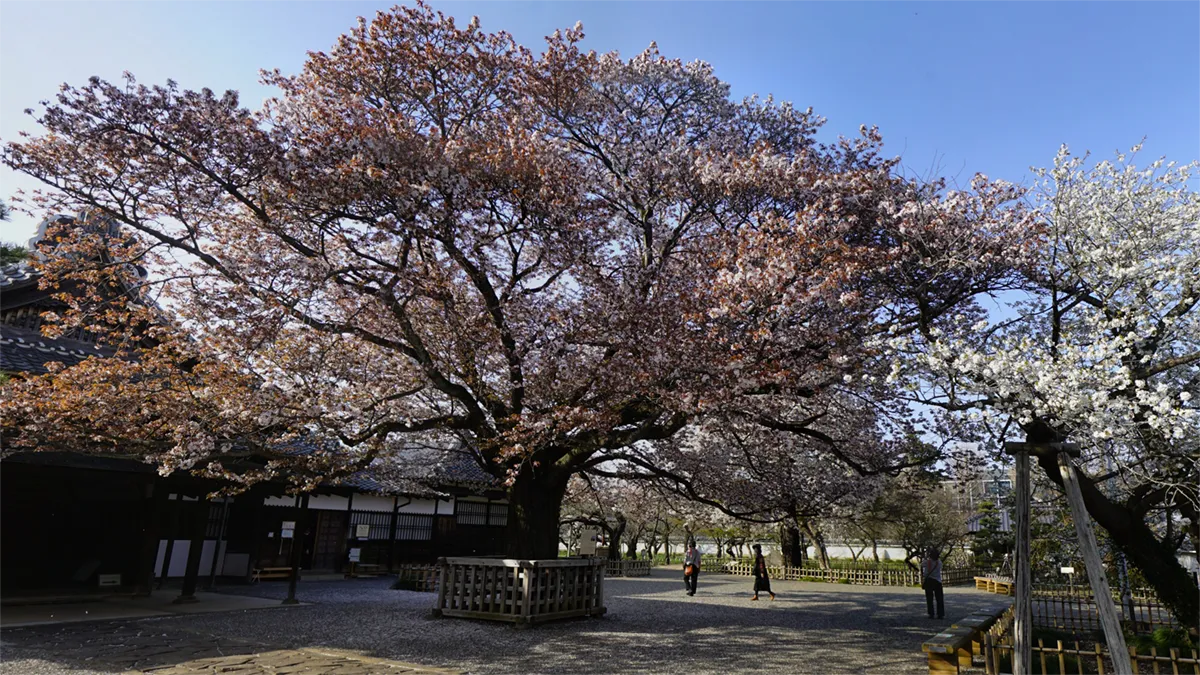 水戸市の弘道館正庁正面の桜景観