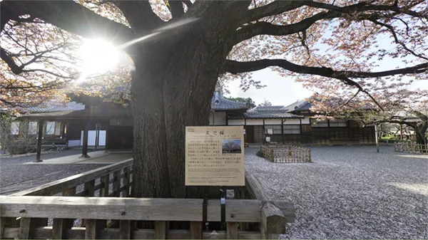 水戸市の弘道館 左近の桜の開花写真