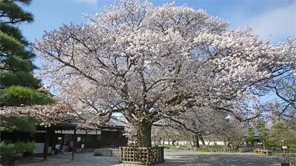 左近の山桜VRツアー