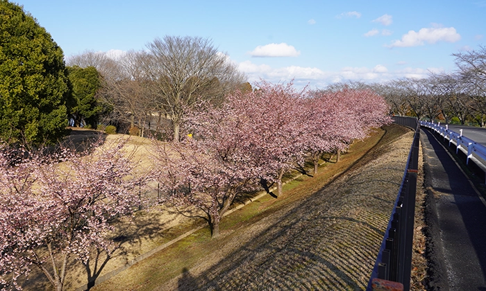 楮川ダムの河津桜の開花の様子