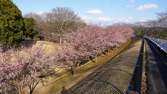 茨城県水戸市の楮川ダムの河津桜