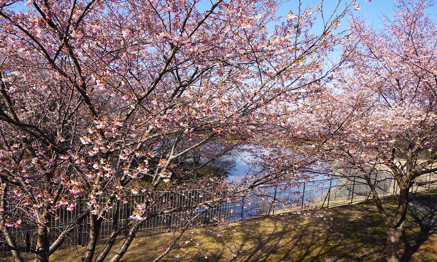 水戸市の桜・花見スポットの楮川ダム南側の河津桜