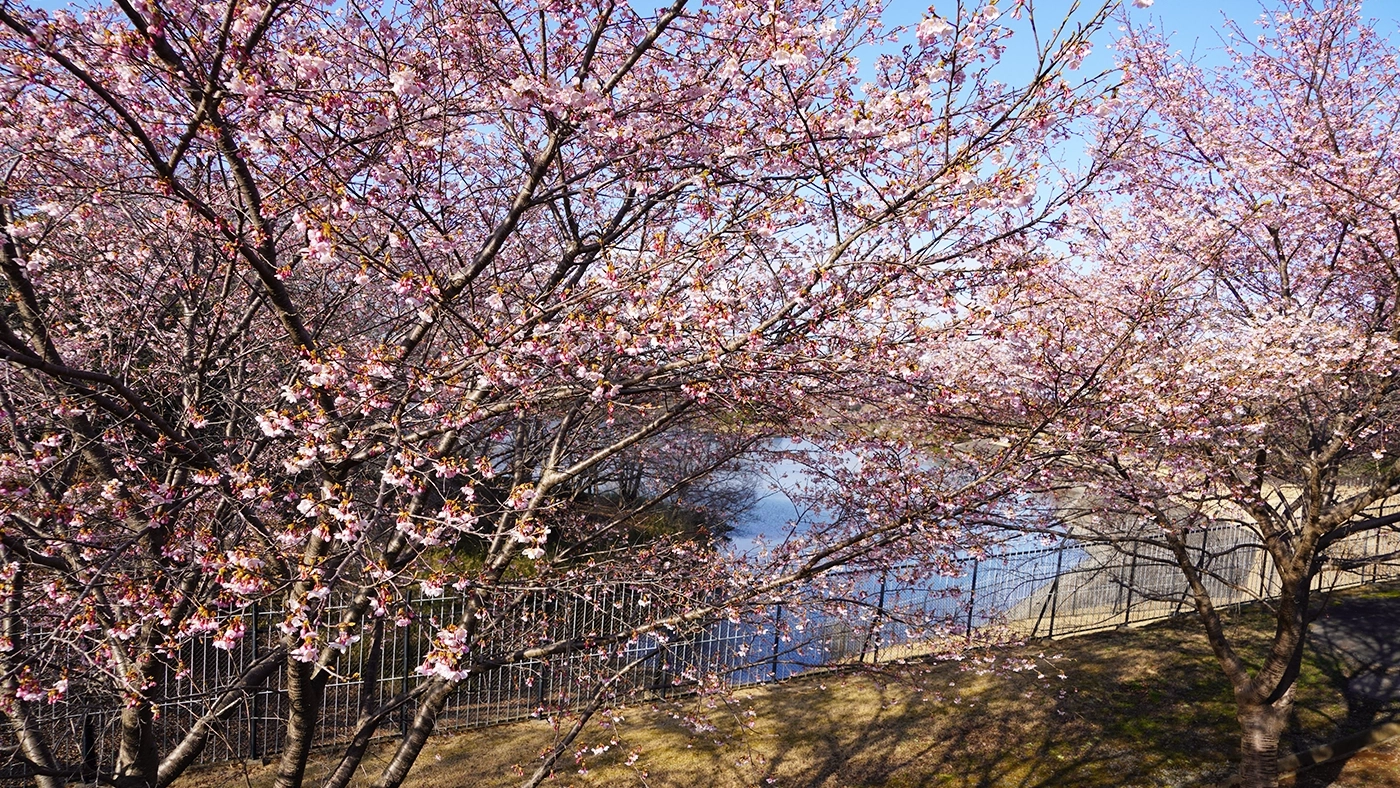 水戸市の桜・花見スポットの楮川ダム南側の河津桜