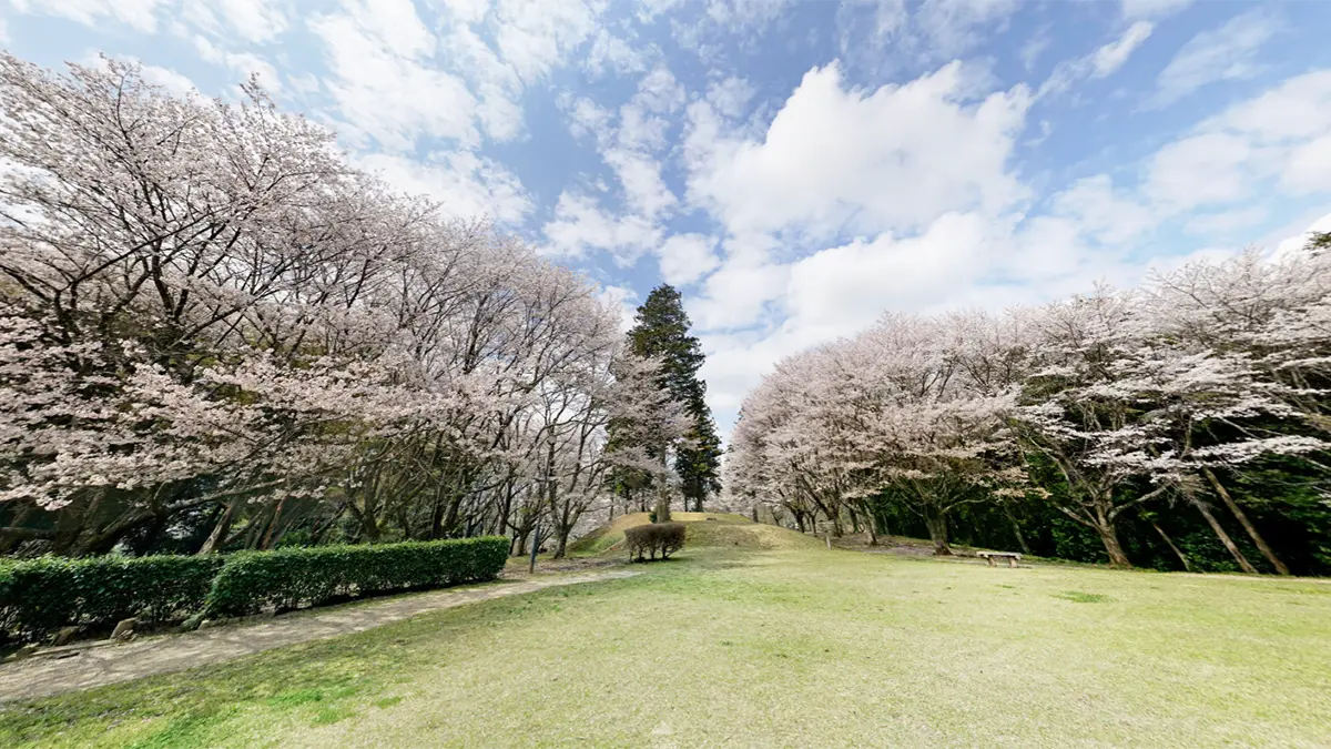 くれふしの里古墳公園の展望台付近の桜の景観