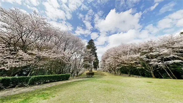 くれふしの里古墳公園の展望台付近の桜の景観