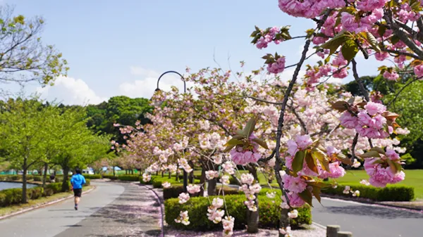 茨城県水戸市の八重桜名所の千波湖
