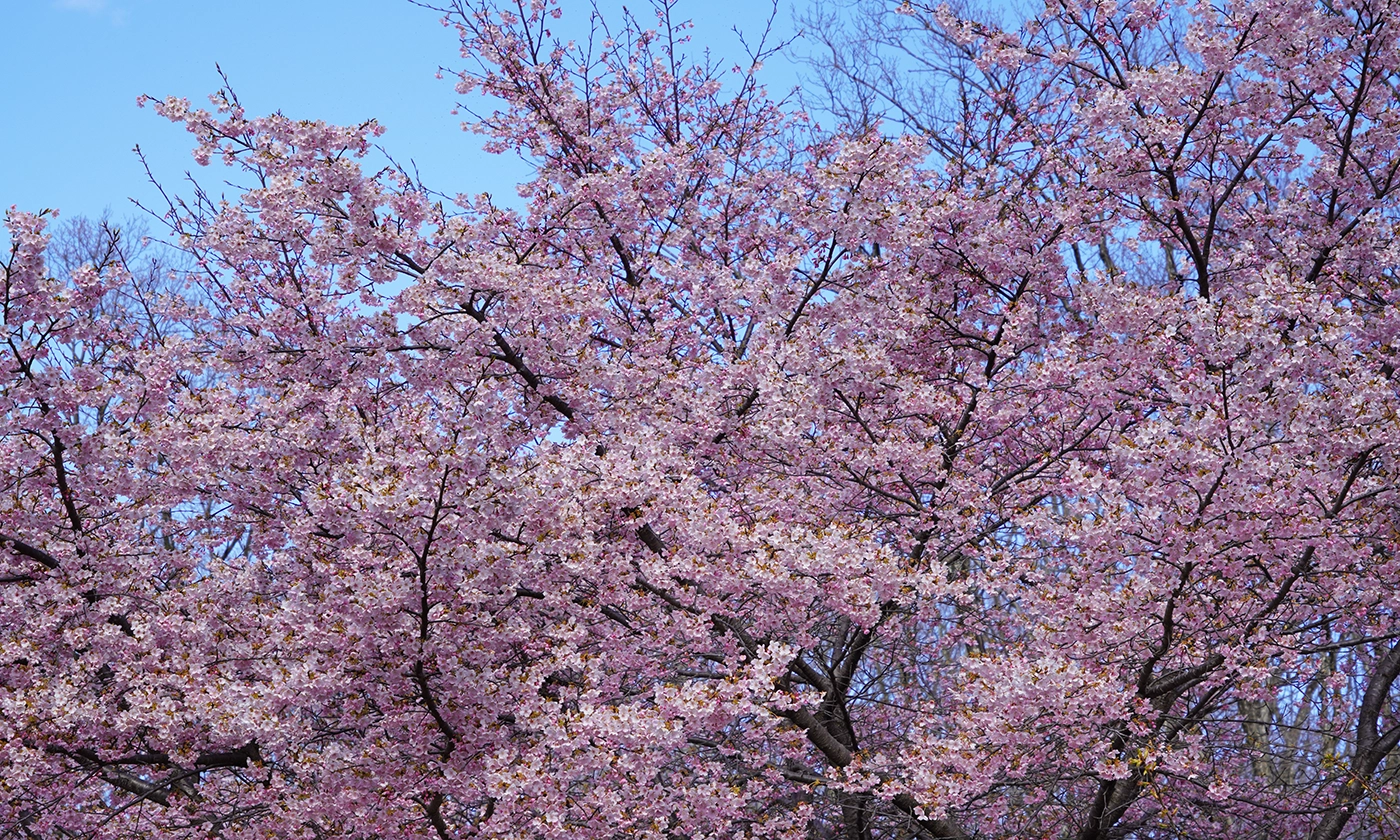 水戸市森林公園さくらの丘の駐車場の河津桜