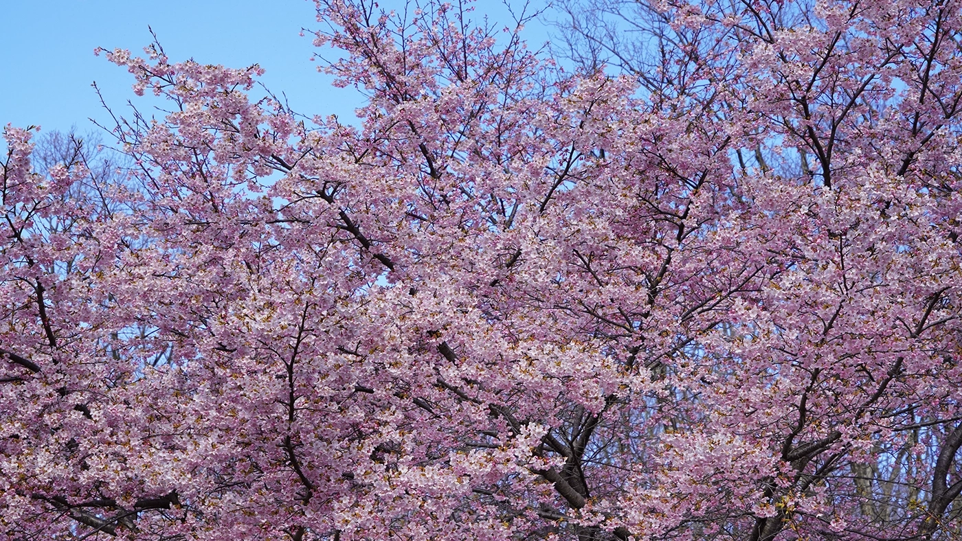 水戸市森林公園さくらの丘の駐車場の河津桜