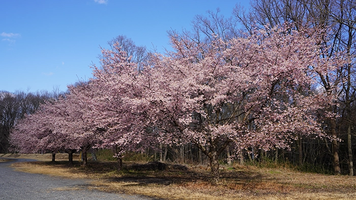 茨城県水戸市森林公園・さくらの丘の駐車場の河津桜