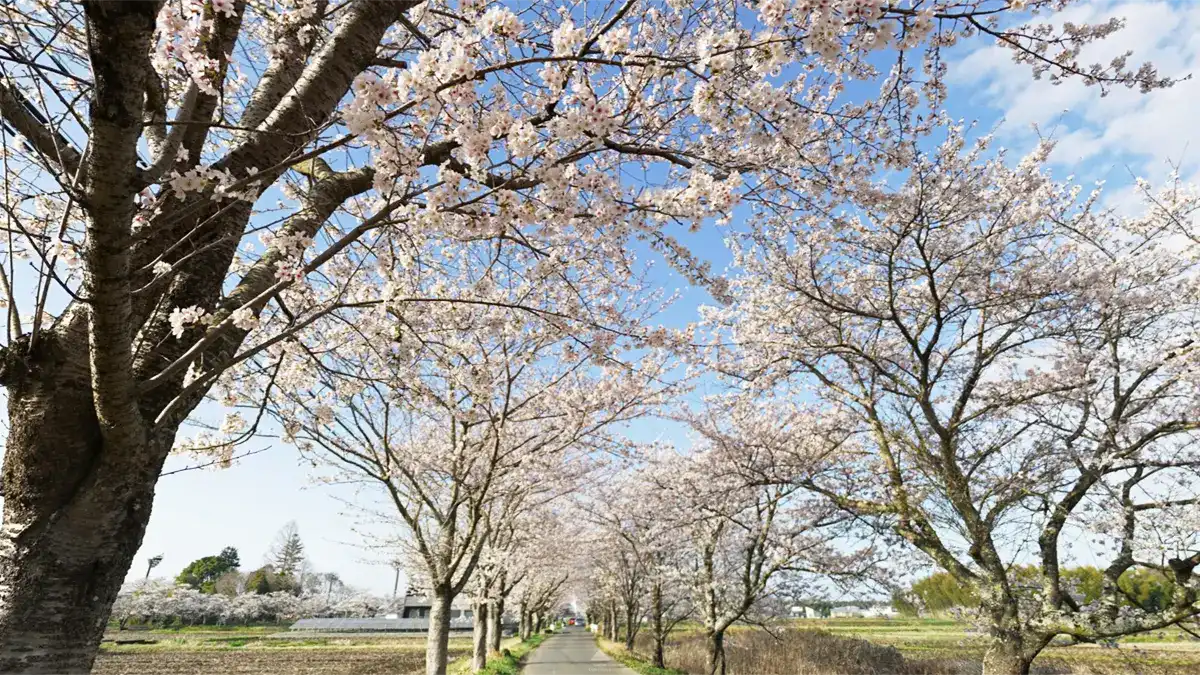 渡満道路と桜並木の景観写真