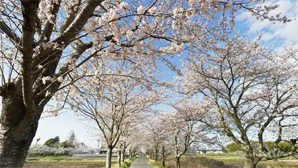 渡満道路と桜並木の景観写真