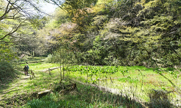 茨城県水戸市森林公園の水芭蕉