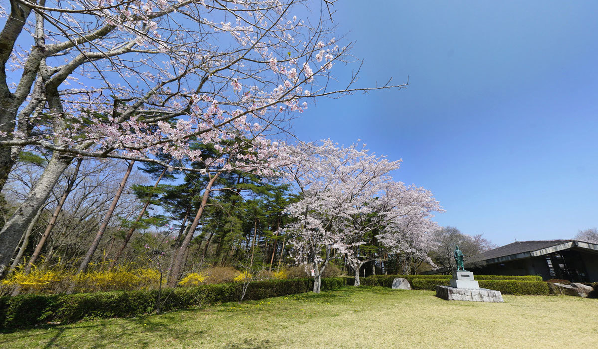 水戸市の桜・花見おすすめスポット森林公園自然環境活用センター付近のVRツアー