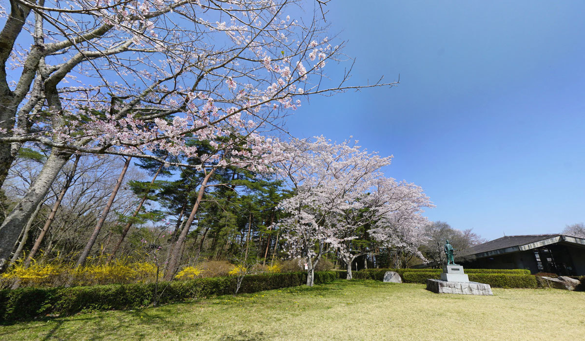 水戸市桜花見おすすめスポットの森林公園 自然環境活用センター付近の桜