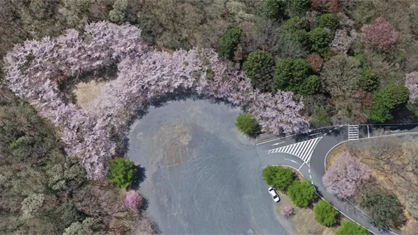水戸市桜花見おすすめスポットの森林公園 さくらの丘の桜